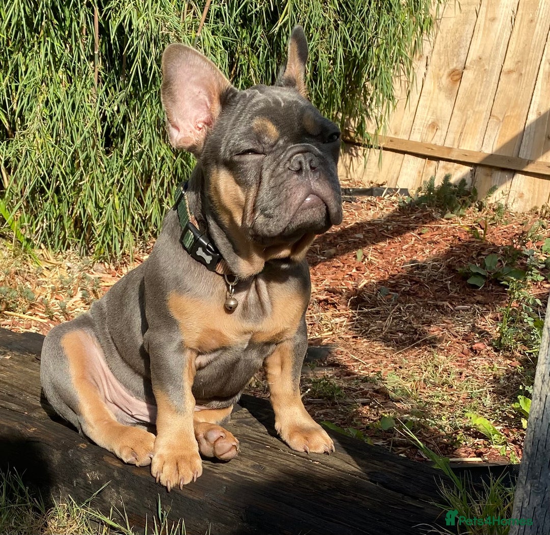 French Bulldog dogs for sale: Bruno - Frenchie 20 weeks old.  - Image 4