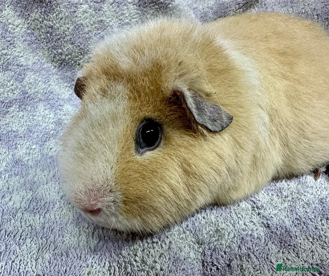 Guinea Pig rodents for sale: Gorgeous Teddy Guinea Pigs Available - Advert 3