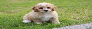 Cavapoochon Puppy 3