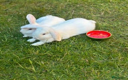 Mini Lop rabbits for sale: Adorable Baby Bunnies🥰- Mini Lops Mixed  - Image 11