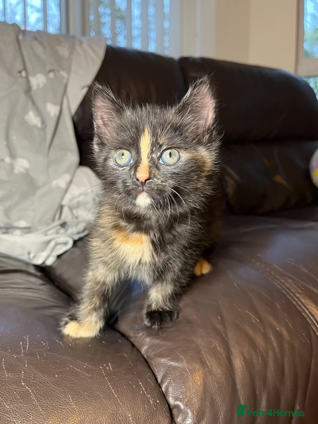 Mixed Breed cats for sale: Adorable Tortoiseshell Kitten 🧡 in Bromsgrove - Advert 9