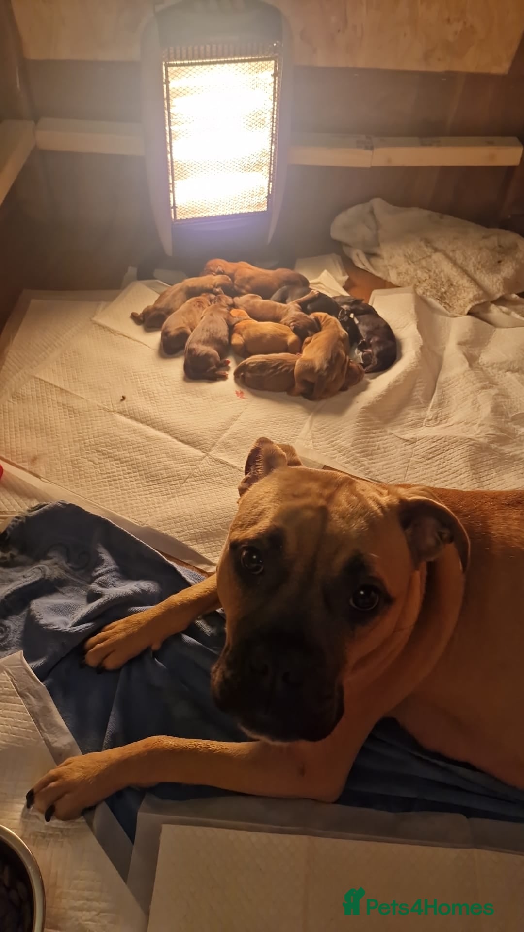 Mixed Breed dogs for sale: Bullmastiff × Sprocker Spaniel Puppies 9 Pups - Advert 2