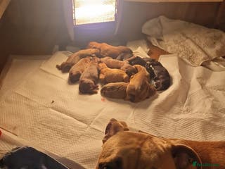 Mixed Breed dogs Bullmastiff × Sprocker Spaniel Puppies 9 Pups - Advert 2