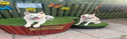Siberian Husky dogs for sale: 2X Siberian Huskies. 1Male&1Female in Bradford - Advert 6