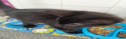Domestic Shorthair cats for sale: 'Oreo' black -male  in Maryport - Advert 3