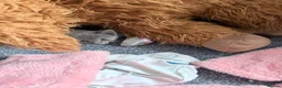 Mixed Breed cats for sale: Mixed litter  - Advert 10