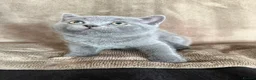 British Shorthair cats for sale: British Shorthair kittens READY NOW - Advert 23