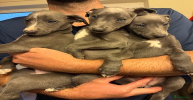 Whippet dogs - Advert 7