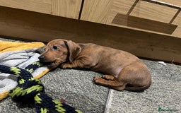 Miniature Dachshund dogs for sale: Beautiful miniature dachshund puppies  - Image 12