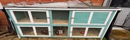 Guinea Pig rodents for sale: Two male guinea pigs plus hutch  in Horsham - Advert 4