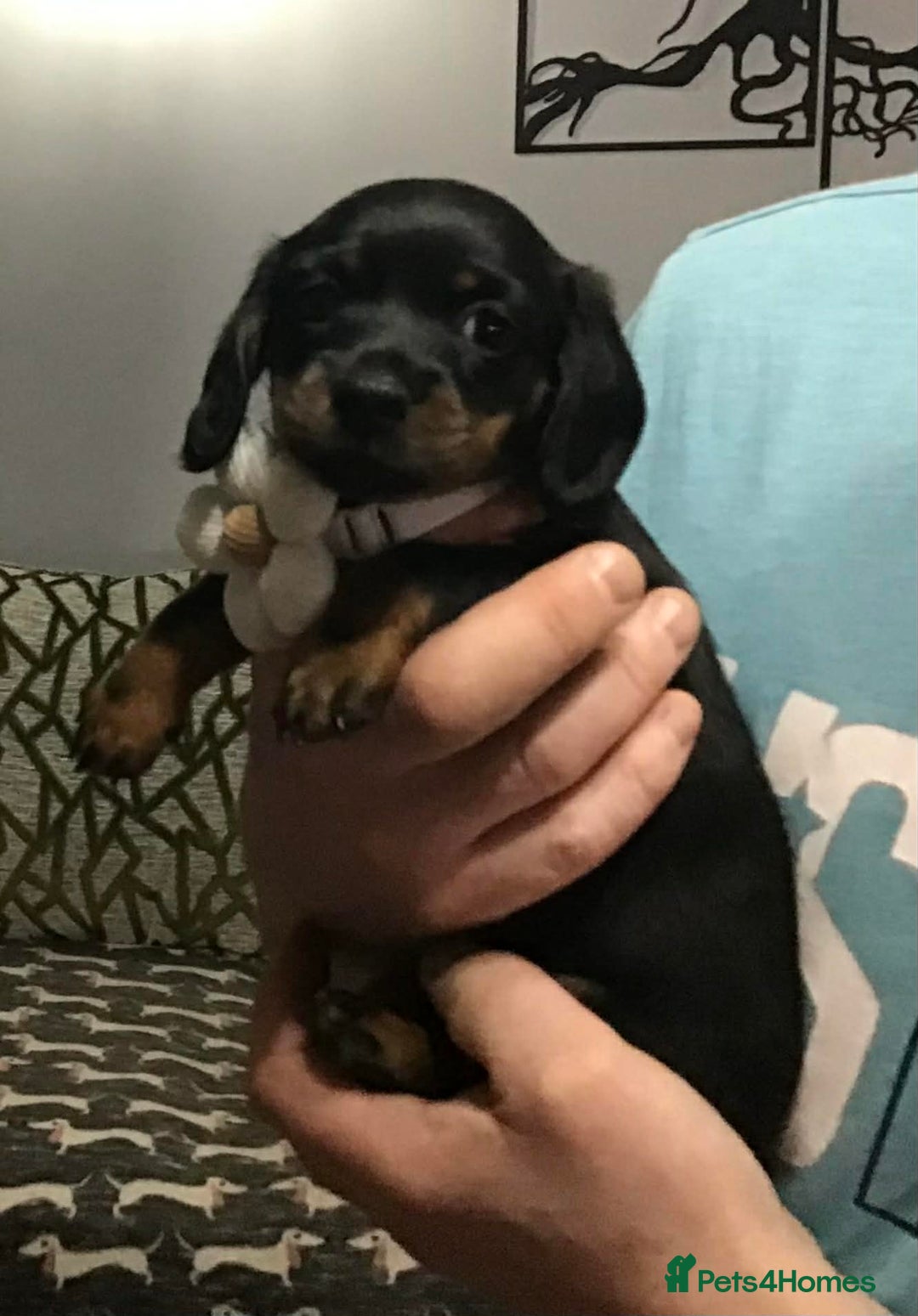 Miniature Dachshund dogs for sale: Stunning Minis - Advert 4