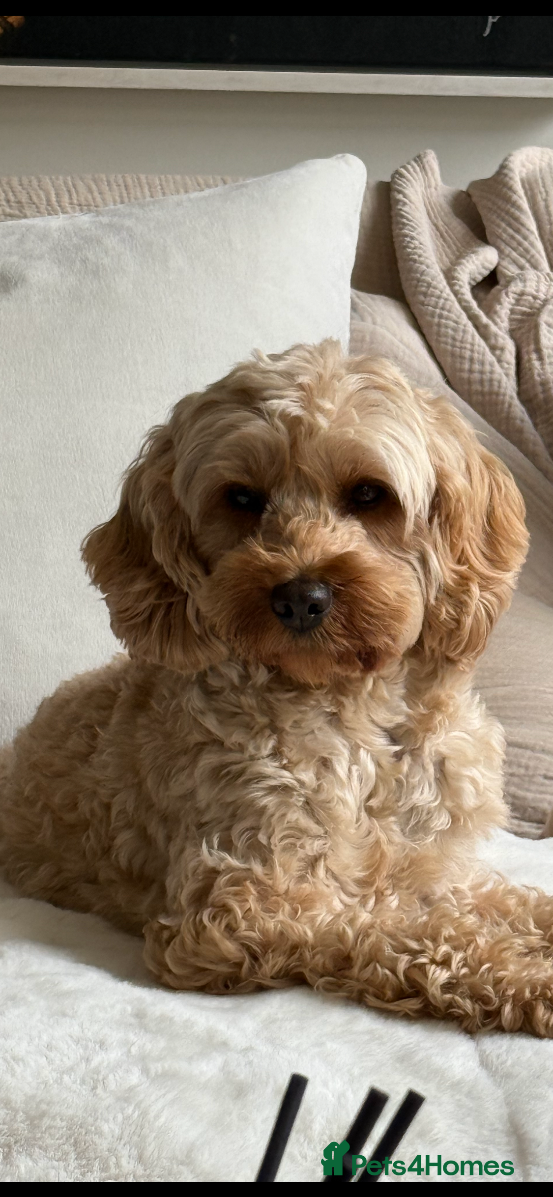 Cockapoo dogs Exceptional deep red and cream cockapoo puppies  - Advert 10