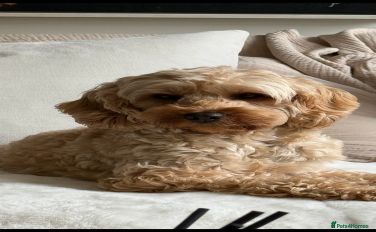 Cockapoo dogs - Advert 11