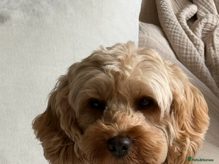 Cockapoo dogs Exceptional deep red and cream cockapoo puppies - Advert 12