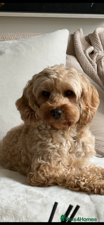 Cockapoo dogs - Advert 4