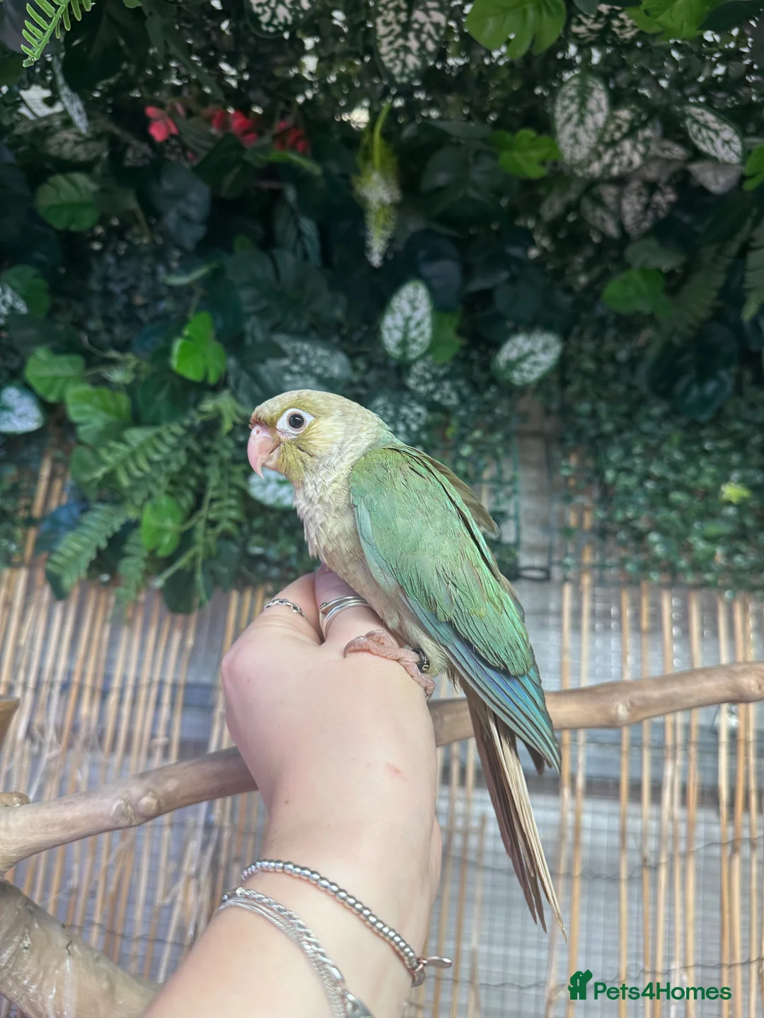 Conures birds for sale: Hand reared Green cheek conures  - Advert 2