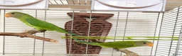 Parakeets birds for sale: Plum Headed Parakeet - Advert 1