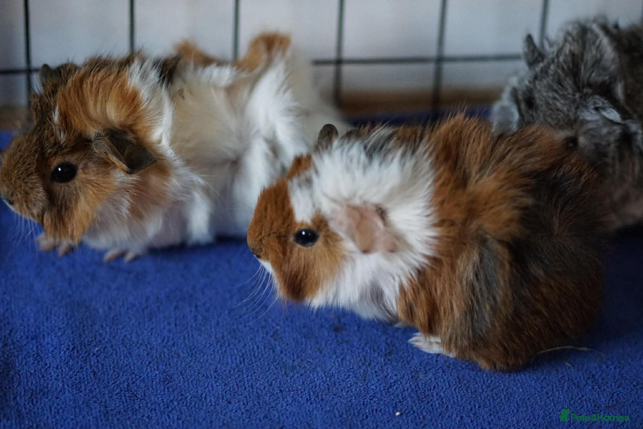 Guinea Pig rodents Beautiful funky guinea pigs - Advert 1