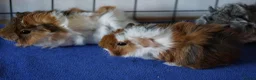 Guinea Pig rodents for sale: Beautiful funky guinea pigs - Advert 1