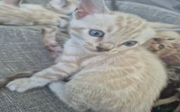 Bengal cats for sale: TICA large/clouded rosettes snow bengal kittens  - Image 3