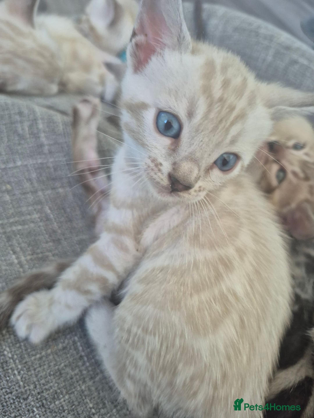 Bengal cats for sale: TICA large/clouded rosettes snow bengal kittens  - Image 3
