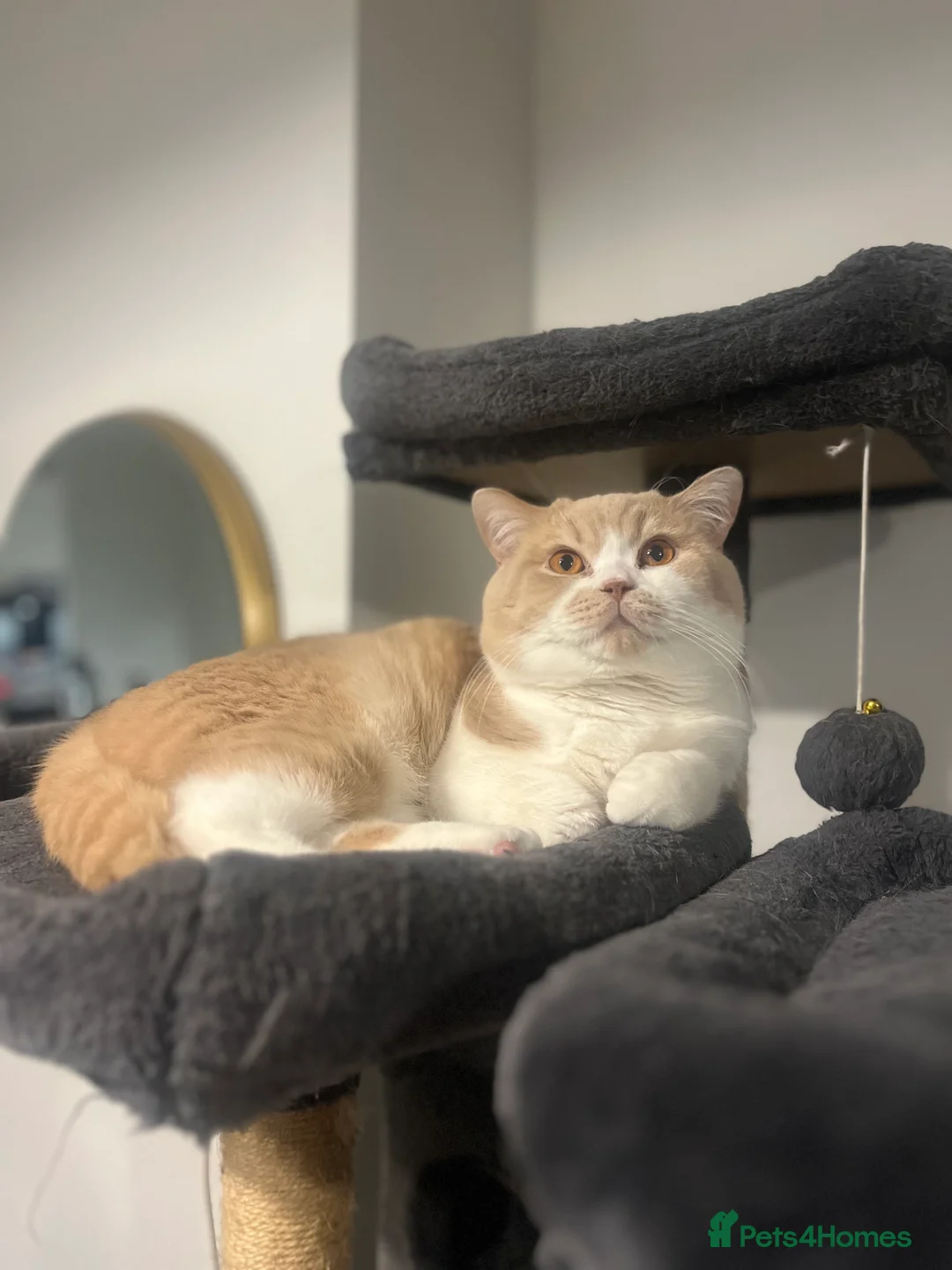 British Shorthair cats for stud: BSH Male for stud 💙😻 - Advert 2