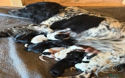 Cocker Spaniel dogs for sale: blue roam cocker spaniels - Image 1
