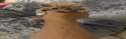 Mixed Breed cats for sale: Beautiful playfull kittens  in Nottingham - Advert 21