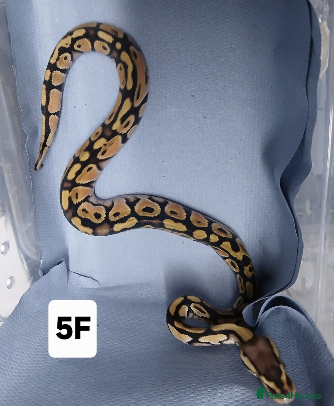 Python Snake reptiles for sale: Hatchling Royal Python's Females - Advert 10