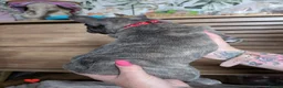 French Bulldog dogs for sale: French Bulldog puppies  - Advert 29