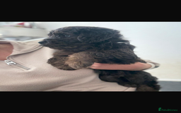 Mini Goldendoodle dogs for sale: 🐶Golden doodle puppies for sale ready to leave🐶 - Image 17