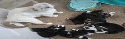 Mixed Breed cats for sale: Beautiful Mixed British Shorthair Kittens  🐾 - Advert 4