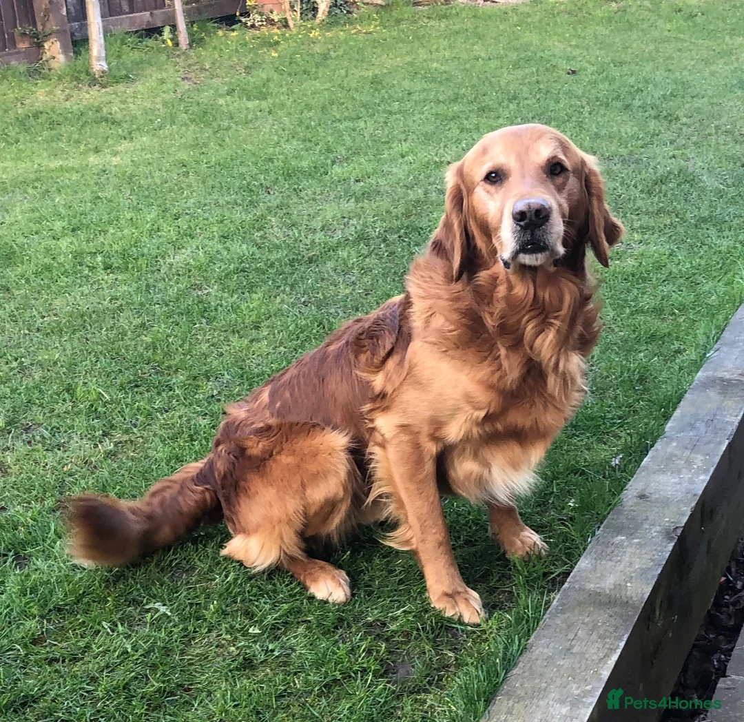 Golden Retriever dogs for stud: Castori Spirit Golden Retriever Stud 100% DNA Test in Barnsley - Advert 4
