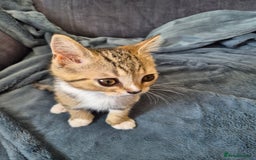 Selkirk Rex cats for sale: Pedigree Selkirk rex  kittens ready now  in Burnham-on-Sea - Image 30