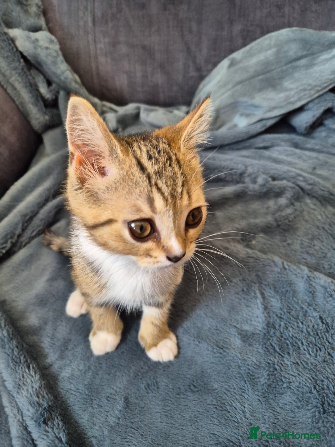 Selkirk Rex cats for sale: Pedigree Selkirk rex  kittens ready now  in Burnham-on-Sea - Image 30
