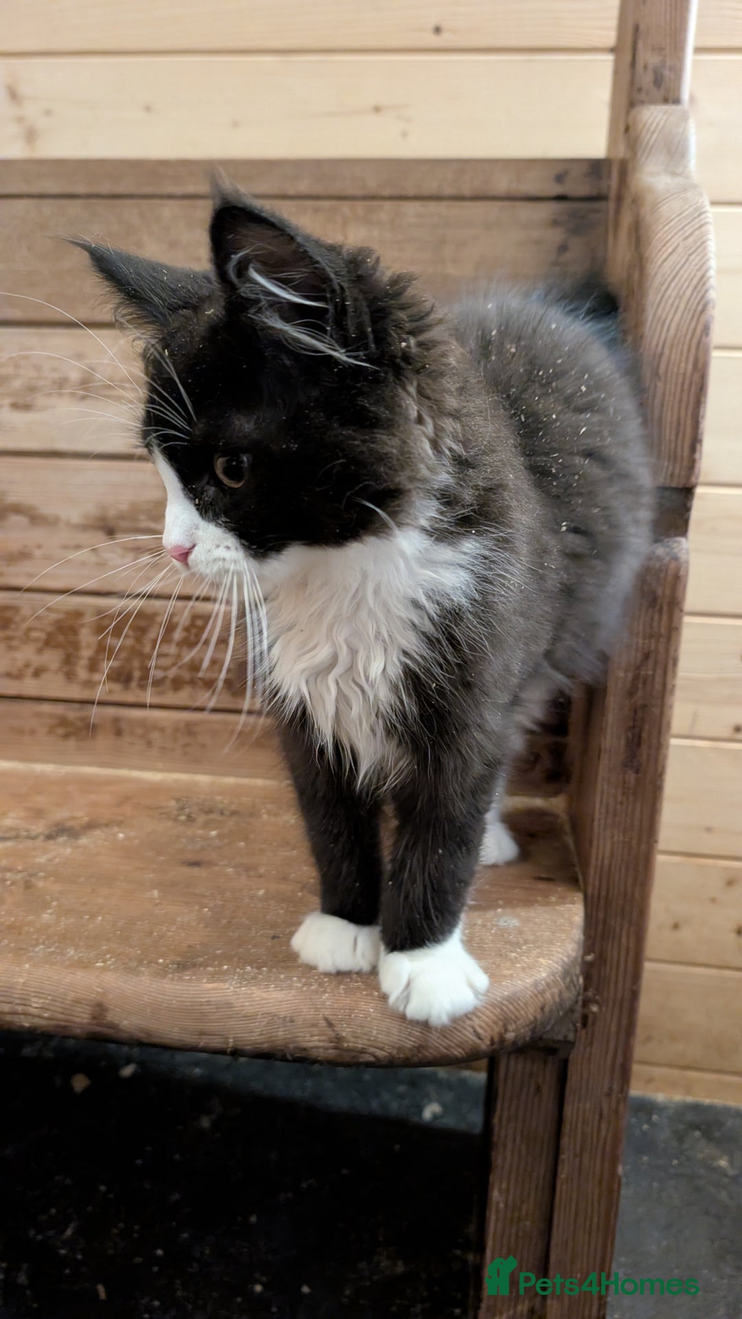 Maine Coon cats for sale: Maine Coon pedigree kittens  - Advert 6