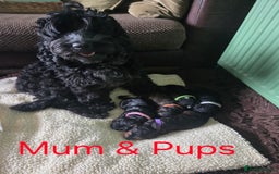 Cockapoo dogs for sale: F2b Cockapoo Pups - Image 6