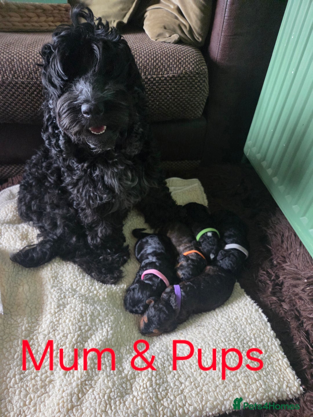 Cockapoo dogs for sale: F2b Cockapoo Pups - Image 6