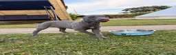 Whippet dogs for sale: Male whippet pup  - Advert 8
