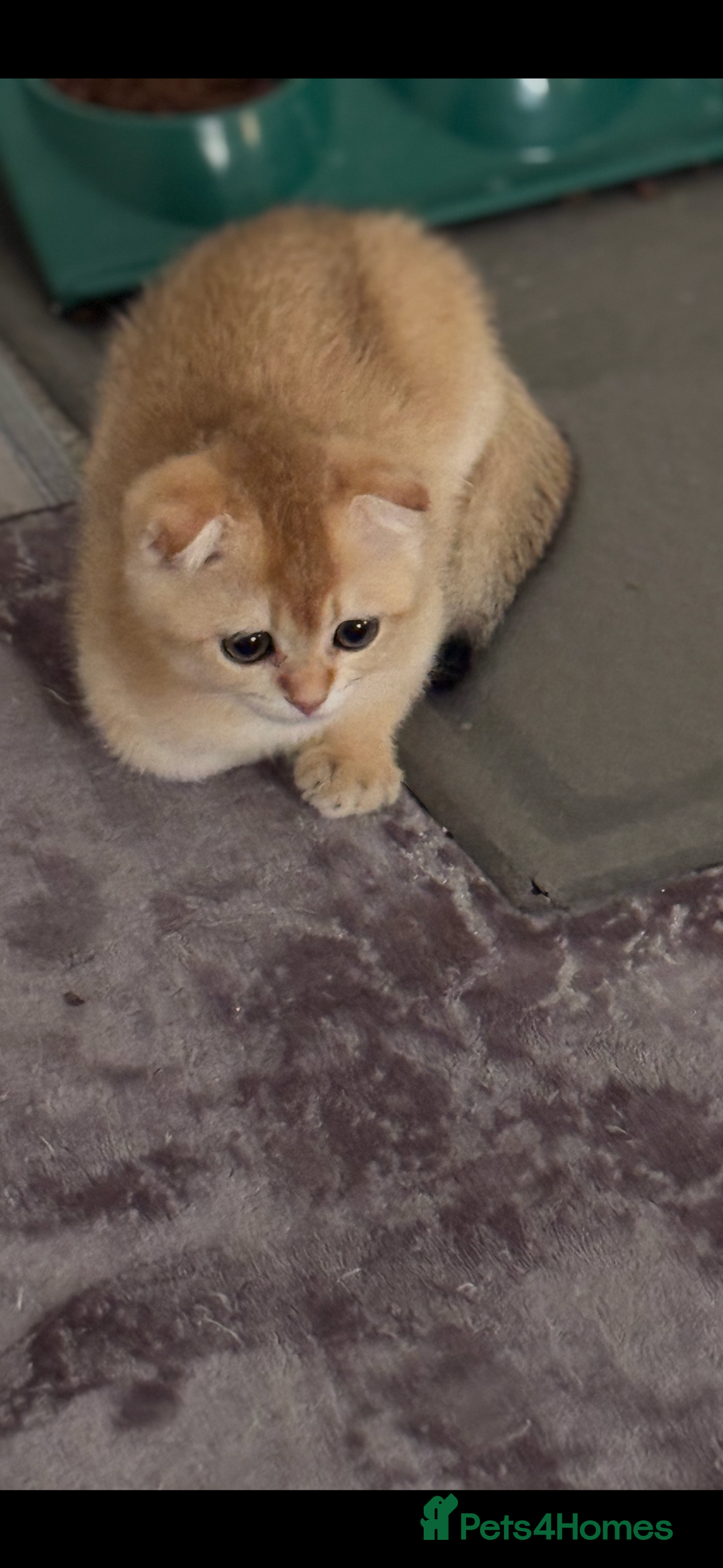 Scottish Fold cats for sale: elite purebred friendly Scottish Fold and Straight - Image 8