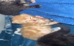 Mixed Breed cats for sale: 4 beautiful kittens for sale - Image 4