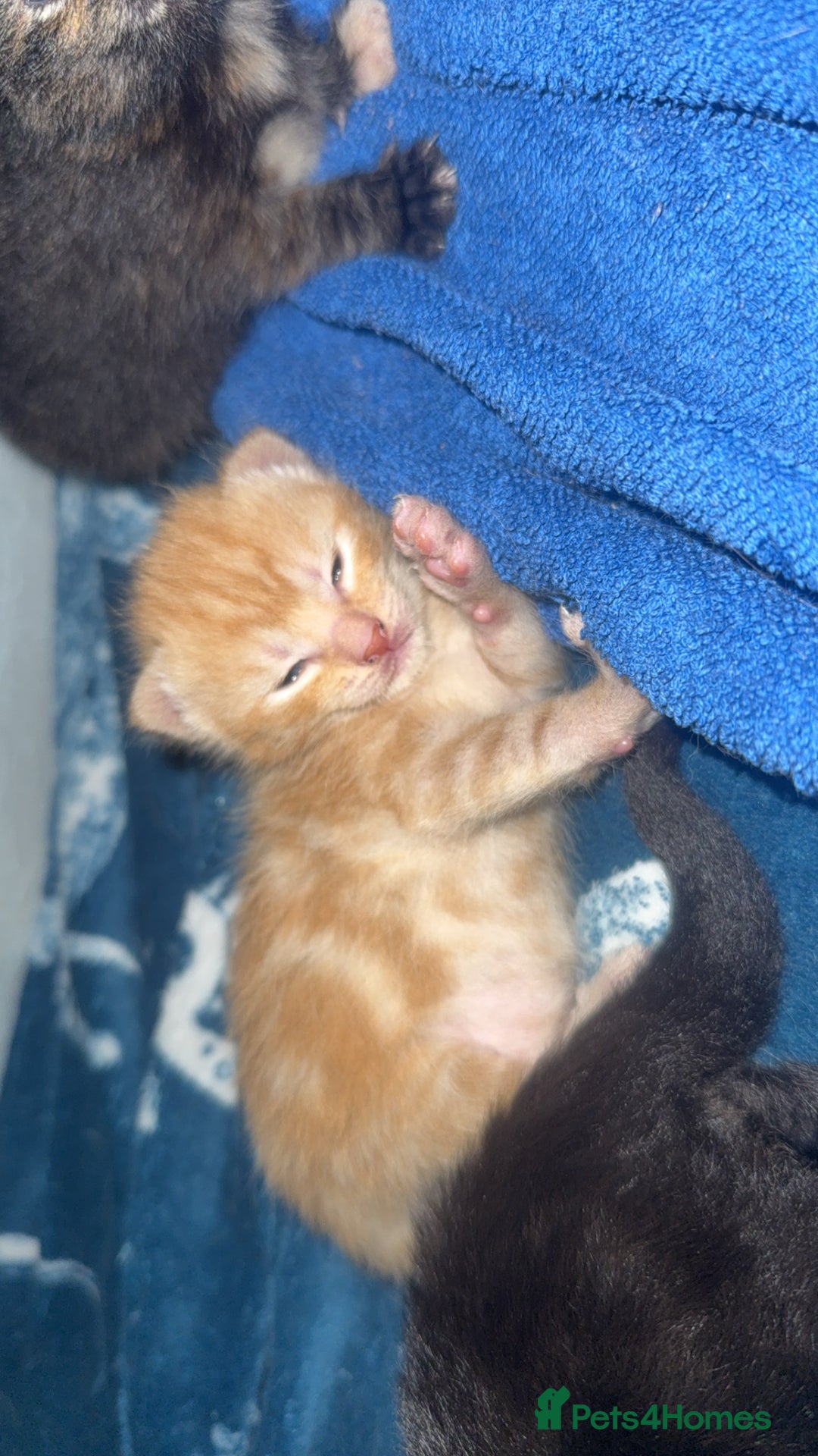 Mixed Breed cats for sale: 4 beautiful kittens for sale - Image 4