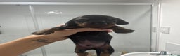 Miniature Dachshund dogs for sale: Stunning miniature dashaunds - Advert 4