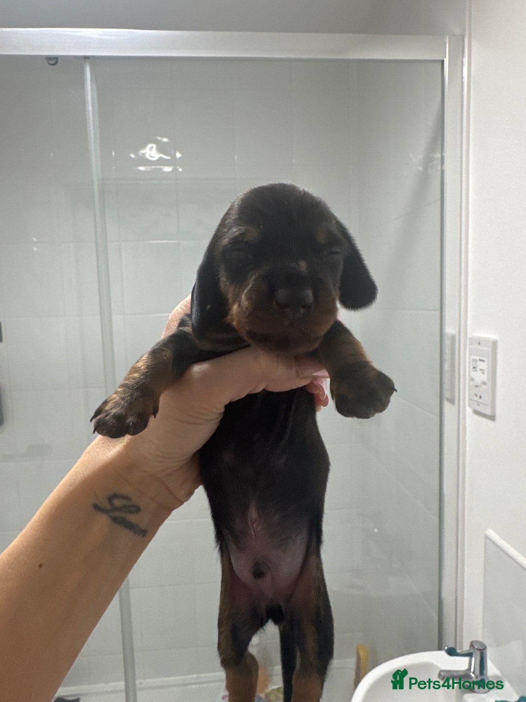 Miniature Dachshund dogs for sale: Stunning miniature dashaunds - Advert 4