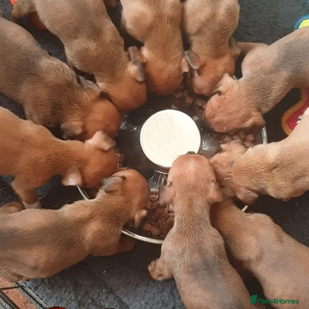 Staffordshire Bull Terrier dogs for stud: 🥨THE RED DREAMTEAM.🥨 Exceptional temprements. in Rochdale - Advert 26