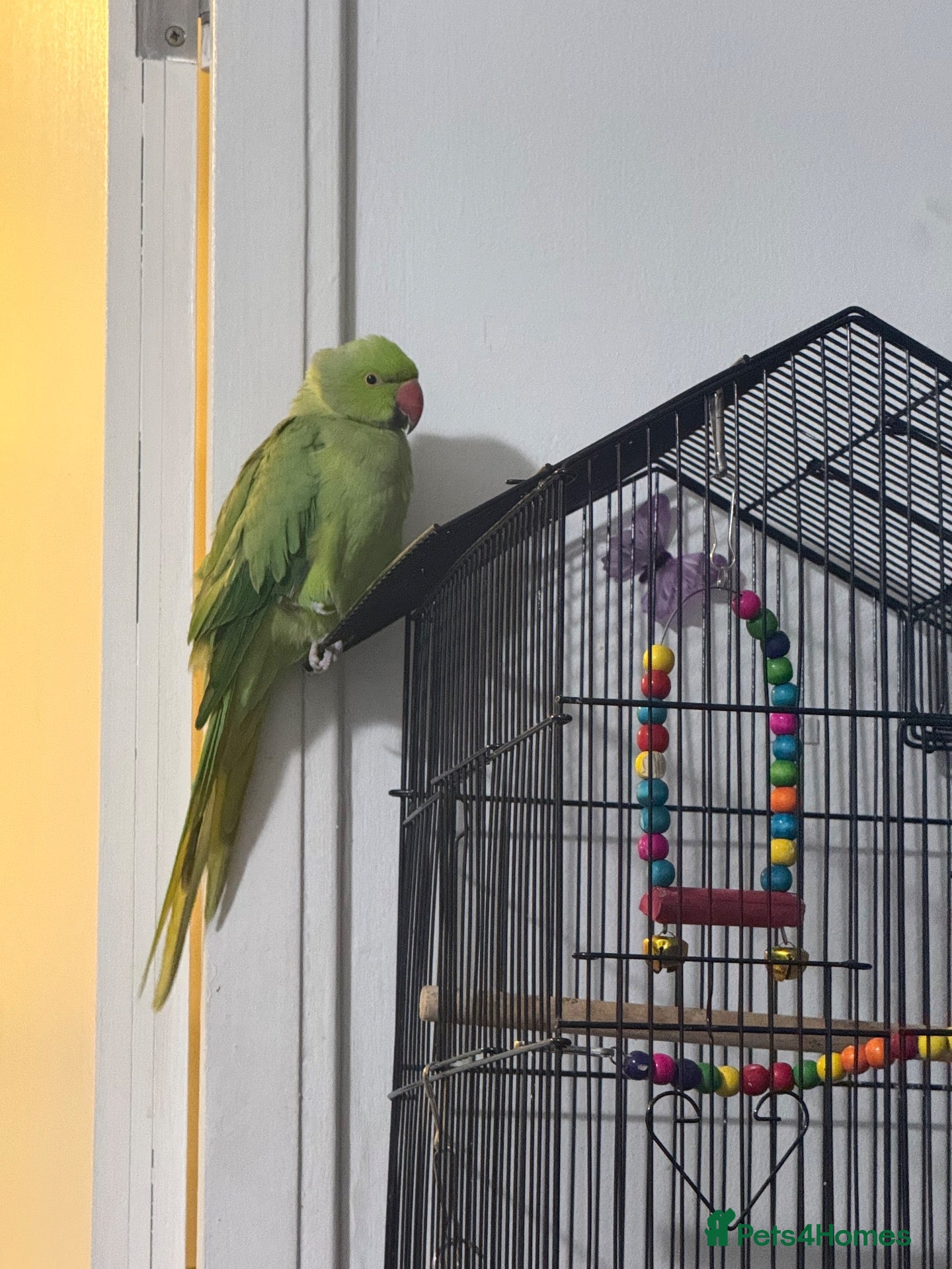 Parrots birds Indian Ringneck parrot - Advert 2