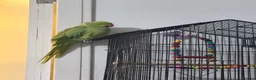 Parrots birds for sale: Indian Ringneck parrot in Hemel Hempstead - Advert 1