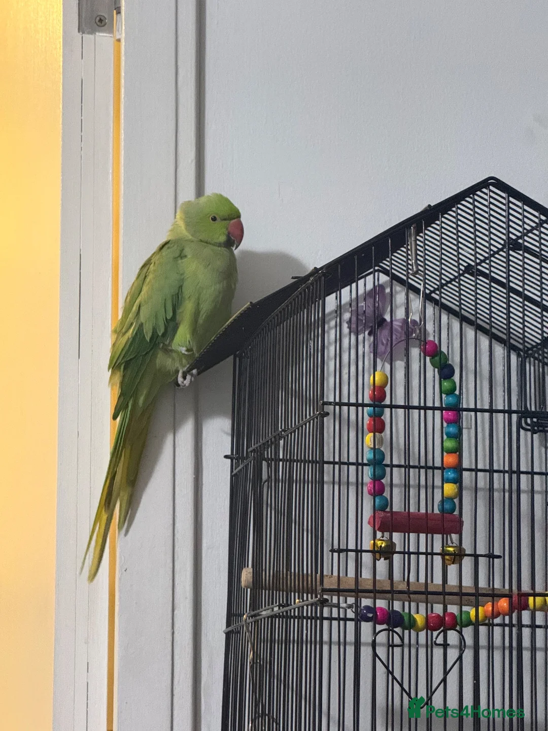 Parrots birds for sale: Indian Ringneck parrot in Hemel Hempstead - Advert 1