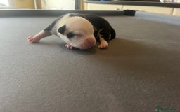 Mixed Breed dogs for sale: StaffyXAmerican bulldog puppies  - Image 24