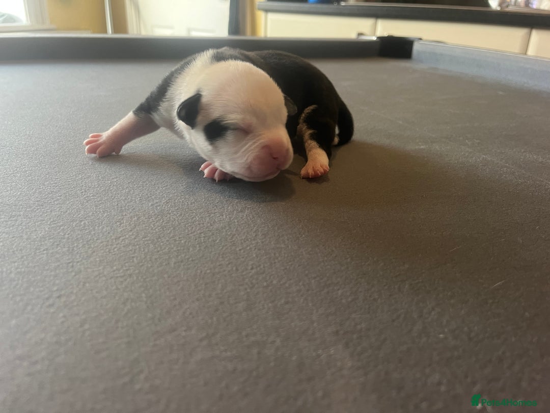 Mixed Breed dogs for sale: StaffyXAmerican bulldog puppies  - Image 24